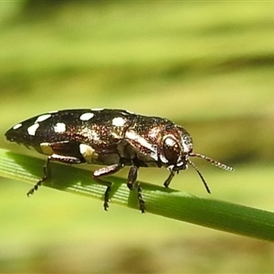 Diphucrania duodecimmaculata (12-spot jewel beetle) at Acton, ACT by HelenCross