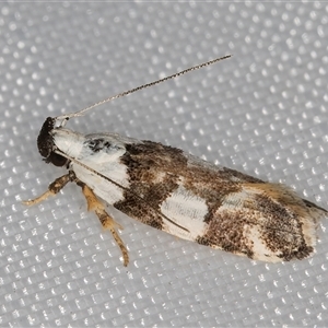 Ardozyga abruptella (A Gelechioid moth) at Melba, ACT by kasiaaus