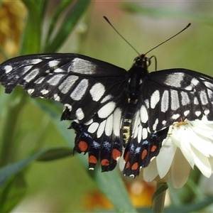 Papilio anactus (Dainty Swallowtail) at Acton, ACT by HelenCross