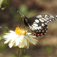 Papilio anactus at Acton, ACT - 16 Jan 2025 01:28 PM