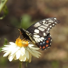 Papilio anactus at Acton, ACT - 16 Jan 2025 01:28 PM