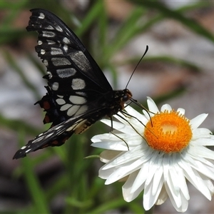 Papilio anactus at Acton, ACT - 16 Jan 2025 01:28 PM