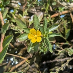 Ludwigia peploides subsp. montevidensis (Water Primrose) at Acton, ACT - 4 Jan 2025 by WalterEgo