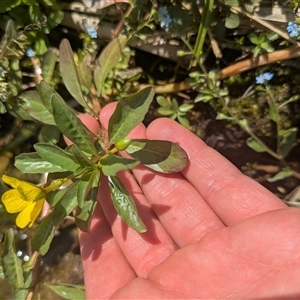 Ludwigia peploides subsp. montevidensis at Acton, ACT - 4 Jan 2025