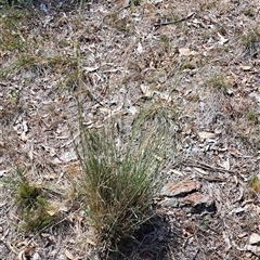 Aristida sp. at Cook, ACT - 3 Jan 2025 by SarahHnatiuk