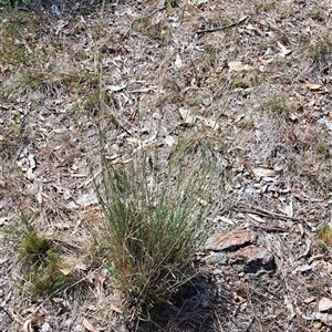 Poaceae (family) at Cook, ACT - 4 Jan 2025 10:41 AM