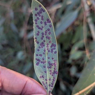 Ophelimus (genus) (Eucalyptus gall wasp) at Kambah, ACT - 16 Jan 2025 by HelenCross