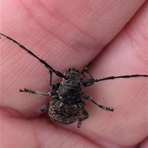 Ancita australis (Longicorn or longhorn beetle) at Stonequarry, NSW by clarehoneydove