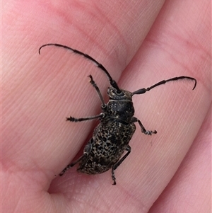 Ancita australis at Stonequarry, NSW - 16 Jan 2025