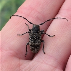 Ancita australis at Stonequarry, NSW - 16 Jan 2025