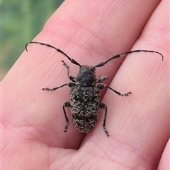 Ancita australis at Stonequarry, NSW - 16 Jan 2025 12:11 PM