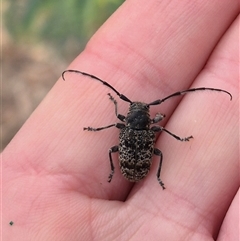 Ancita australis at Stonequarry, NSW - 16 Jan 2025 12:11 PM