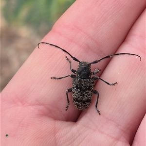 Ancita australis at Stonequarry, NSW - 16 Jan 2025