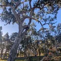 Eucalyptus blakelyi (Blakely's Red Gum) at Kambah, ACT - 16 Jan 2025 by HelenCross