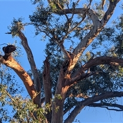 Eucalyptus blakelyi at Kambah, ACT - 16 Jan 2025 07:21 PM