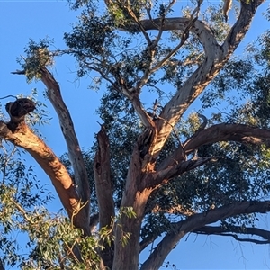 Eucalyptus blakelyi at Kambah, ACT - 16 Jan 2025 07:21 PM