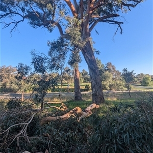 Eucalyptus blakelyi at Kambah, ACT - 16 Jan 2025 07:21 PM