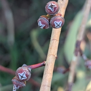 Eucalyptus blakelyi at Kambah, ACT - 16 Jan 2025 07:21 PM