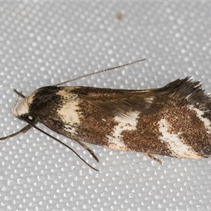 Isomoralla eriscota (A concealer moth) at Melba, ACT by kasiaaus