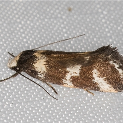 Isomoralla eriscota (A concealer moth) at Melba, ACT - 12 Jan 2025 by kasiaaus