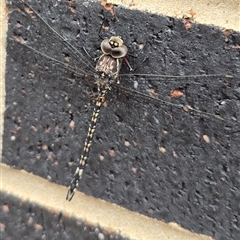 Austroaeschna parvistigma (Swamp Darner) at Stonequarry, NSW - 16 Jan 2025 by clarehoneydove