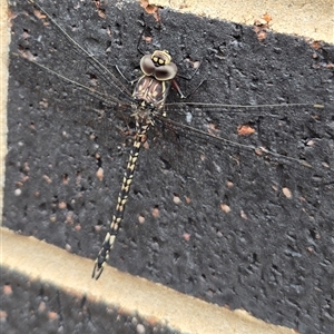 Austroaeschna parvistigma (Swamp Darner) at Stonequarry, NSW by clarehoneydove