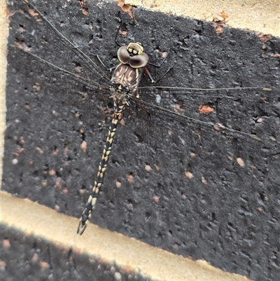 Austroaeschna parvistigma (Swamp Darner) at Stonequarry, NSW - 16 Jan 2025 by clarehoneydove