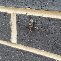Austroaeschna parvistigma at Stonequarry, NSW - 16 Jan 2025 11:45 AM