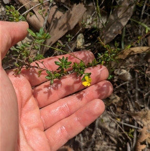 Hibbertia aspera subsp. aspera at Benandarah, NSW - 16 Jan 2025