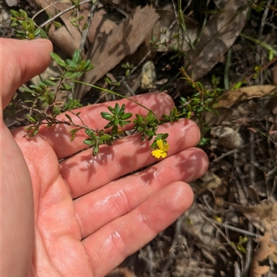 Hibbertia aspera subsp. aspera at Benandarah, NSW - 16 Jan 2025 by WalterEgo