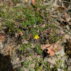 Hibbertia aspera subsp. aspera at Benandarah, NSW - 16 Jan 2025