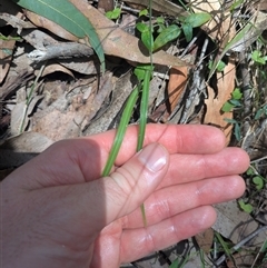 Arthropodium glareosorum (Yellow-anthered Rock Lily) at Benandarah, NSW - 16 Jan 2025 by WalterEgo