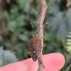 Poecilometis strigatus (Gum Tree Shield Bug) at Stonequarry, NSW - 16 Jan 2025 by clarehoneydove