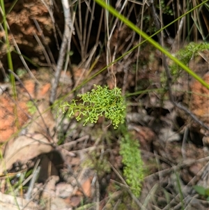 Lindsaea microphylla (Lacy Wedge-fern) at Benandarah, NSW by WalterEgo