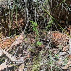 Lindsaea microphylla at Benandarah, NSW - 16 Jan 2025 01:29 PM