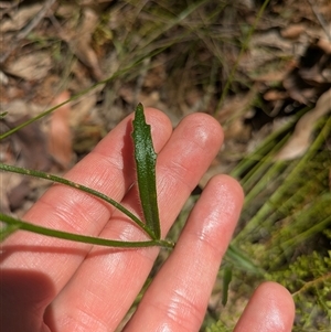 Scaevola ramosissima at Benandarah, NSW - 16 Jan 2025