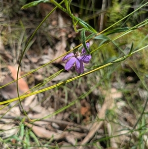 Scaevola ramosissima at Benandarah, NSW - 16 Jan 2025