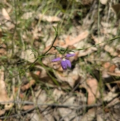 Scaevola ramosissima at Benandarah, NSW - 16 Jan 2025