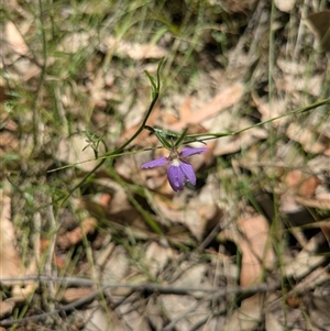Scaevola ramosissima at Benandarah, NSW - 16 Jan 2025 01:29 PM