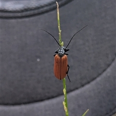 Porrostoma sp. (genus) at South Durras, NSW - 16 Jan 2025 12:31 PM