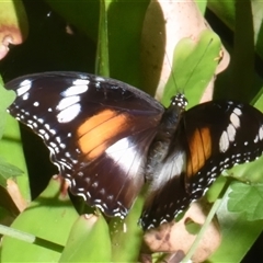 Hypolimnas bolina (Varied Eggfly) at Sheldon, QLD - 16 Jan 2025 by PJH123