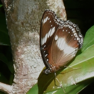 Hypolimnas bolina at Sheldon, QLD - suppressed