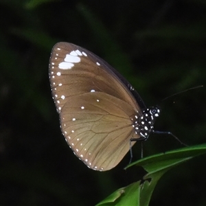 Euploea tulliolus at Sheldon, QLD by PJH123