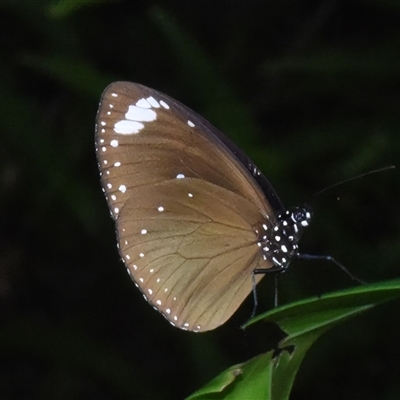 Euploea tulliolus (Purple Crow) at Sheldon, QLD by PJH123