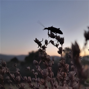 Homotrysis lugubris (Darkling beetle) at Gowrie, ACT by YumiCallaway