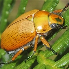 Anoplognathus brunnipennis (Green-tailed Christmas beetle) at Oallen, NSW - 16 Jan 2025 by Harrisi