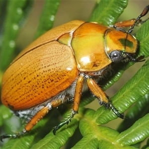 Anoplognathus brunnipennis (Green-tailed Christmas beetle) at Oallen, NSW by Harrisi