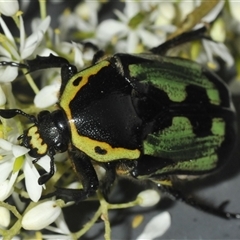 Chlorobapta bestii (A flower chafer) at Oallen, NSW - 16 Jan 2025 by Harrisi