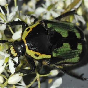 Chlorobapta bestii at Oallen, NSW - 16 Jan 2025 06:00 PM