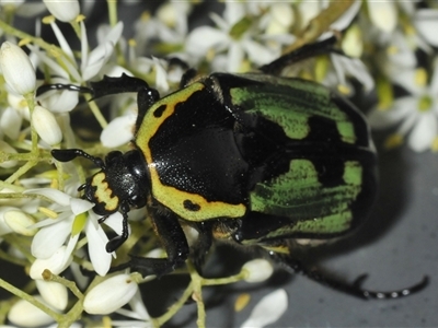 Chlorobapta bestii (A flower chafer) at Oallen, NSW - 16 Jan 2025 by Harrisi